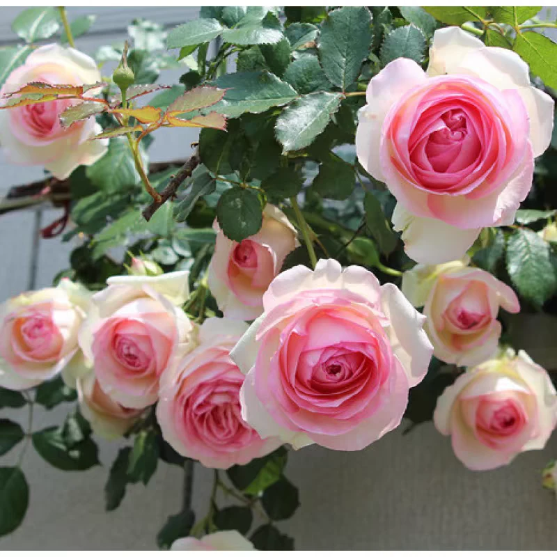 爬藤蔷薇粉龙沙宝石月季花苗四季藤本浓香特大花庭院拱门花墙耐寒