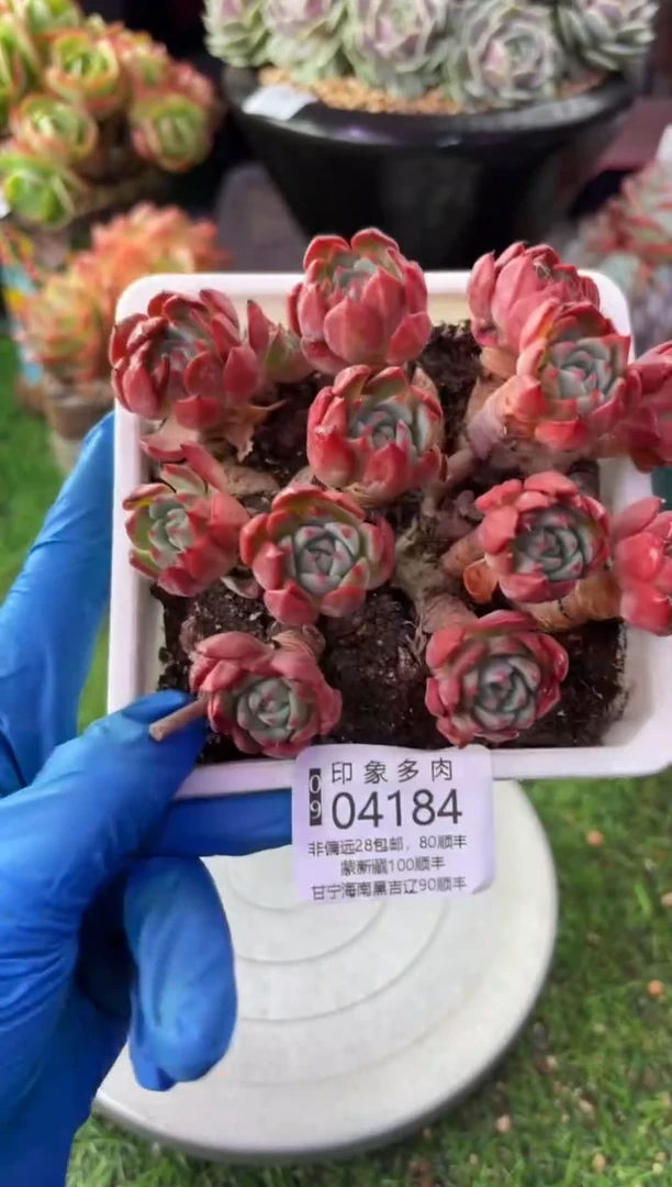 昆明印象多肉04184