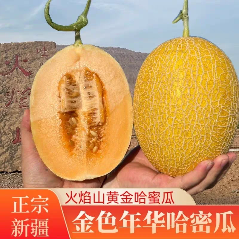 新疆直发正宗新疆金色年华哈密瓜当季新鲜脆甜多汁水果