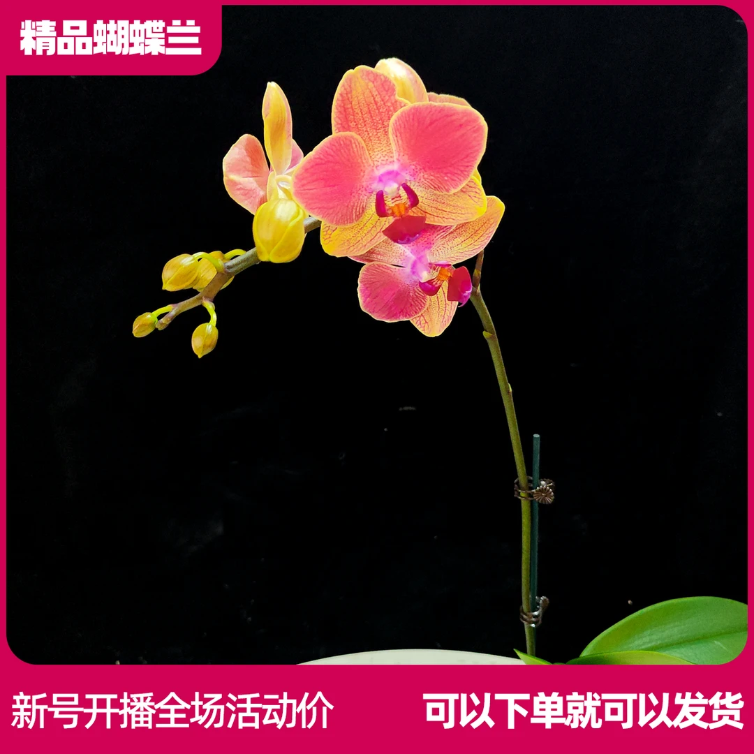 【金边玲珑B01】任意两颗包邮 只拍一颗默认【发苗】