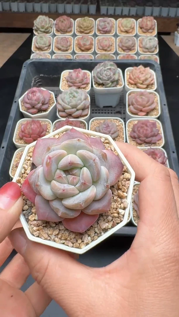 【闪购商品】513E号一物一拍多肉花卉植物3颗起发