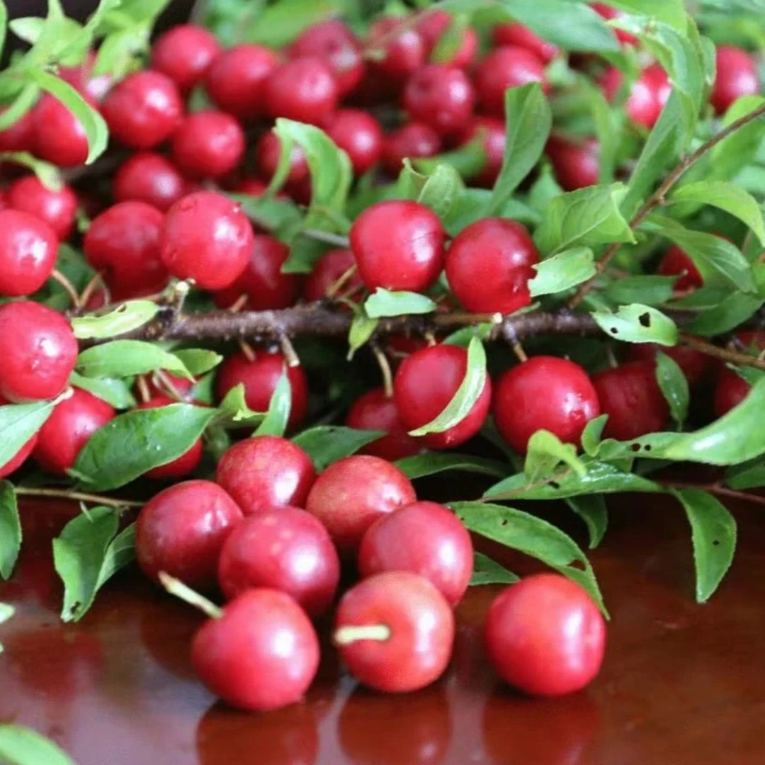 【欧李钙果种子】欧李钙果种子家庭阳台四季种植盆栽