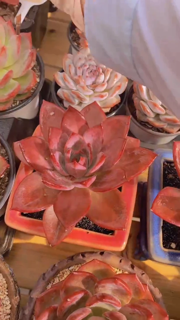 A803-红糖卡大单头脱土发（量拍）