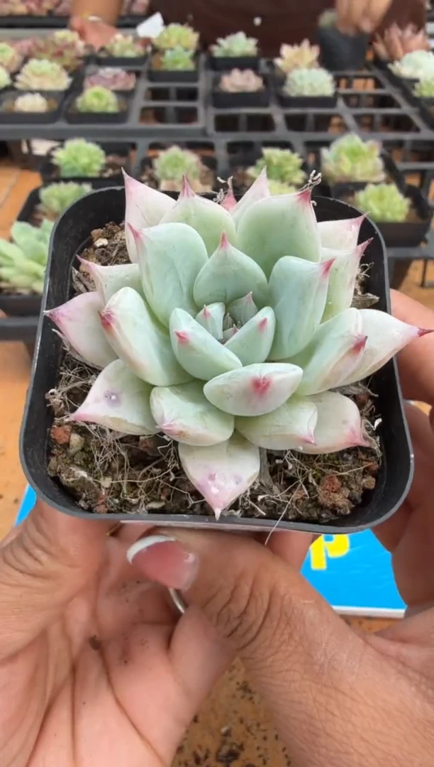 东云多肉园二店-326