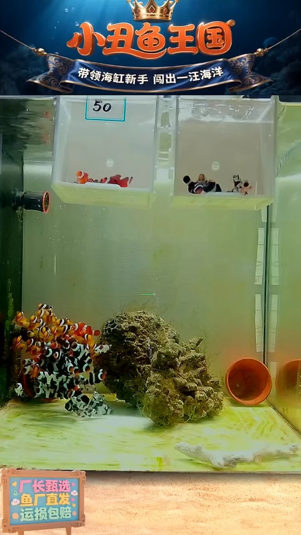 海水鱼奥黑 4.1和4厘米 一对全品  毕加索3.5-4尺寸以对 全品