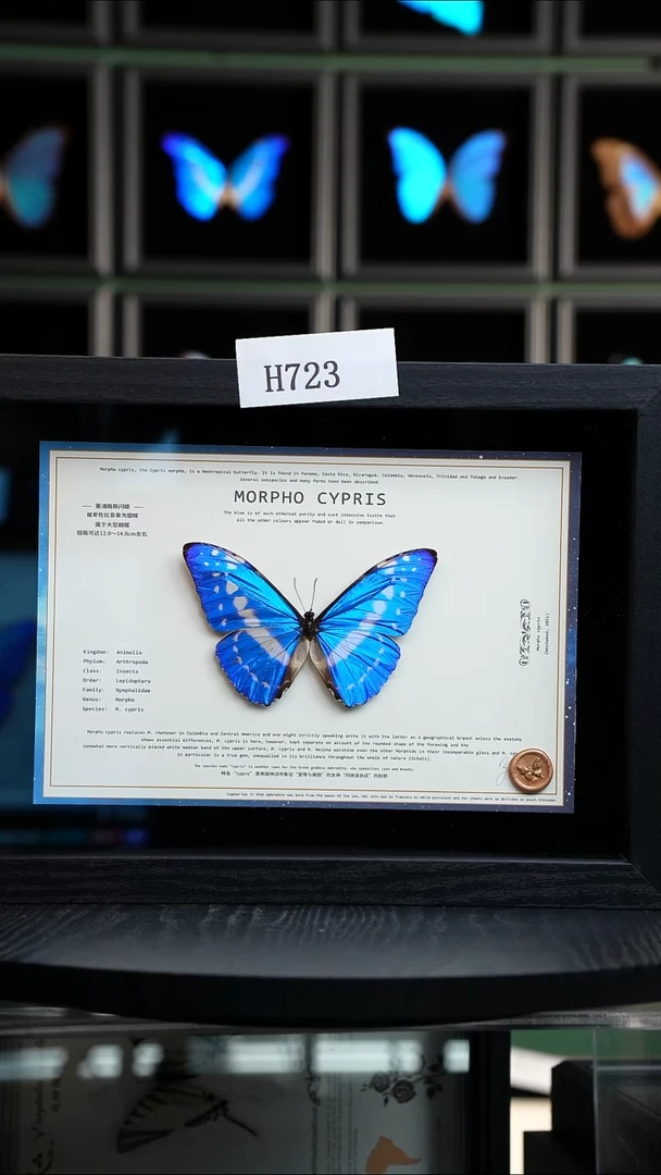 蝴蝶标本摆件竞拍H723