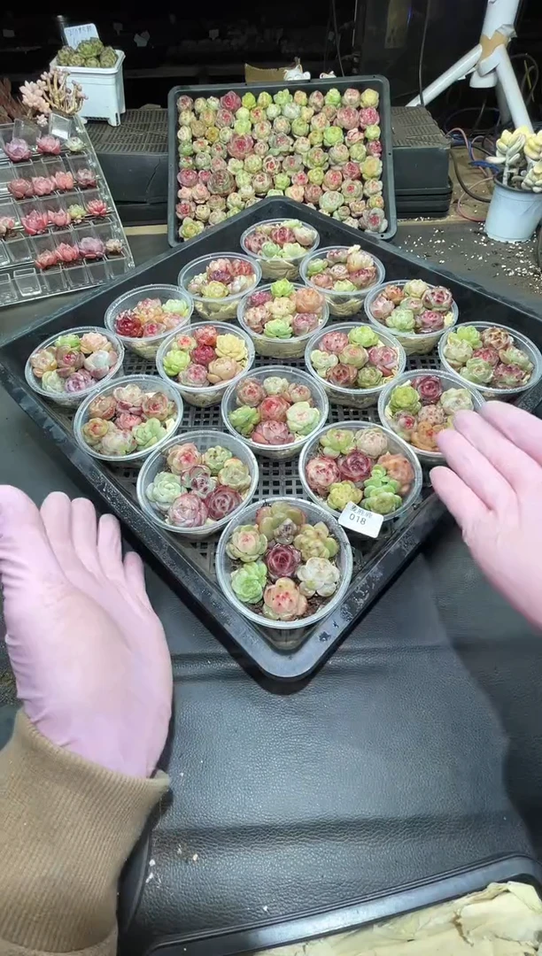 018霸道珍妮   尺寸2-3CM     量拍随机发一盒