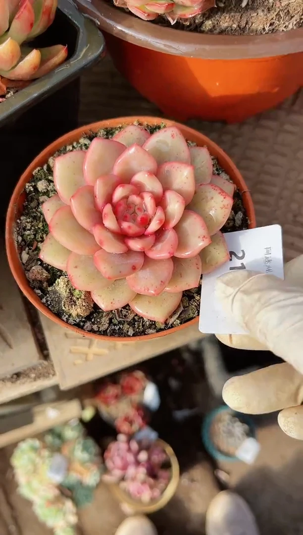 【闪购商品】21258