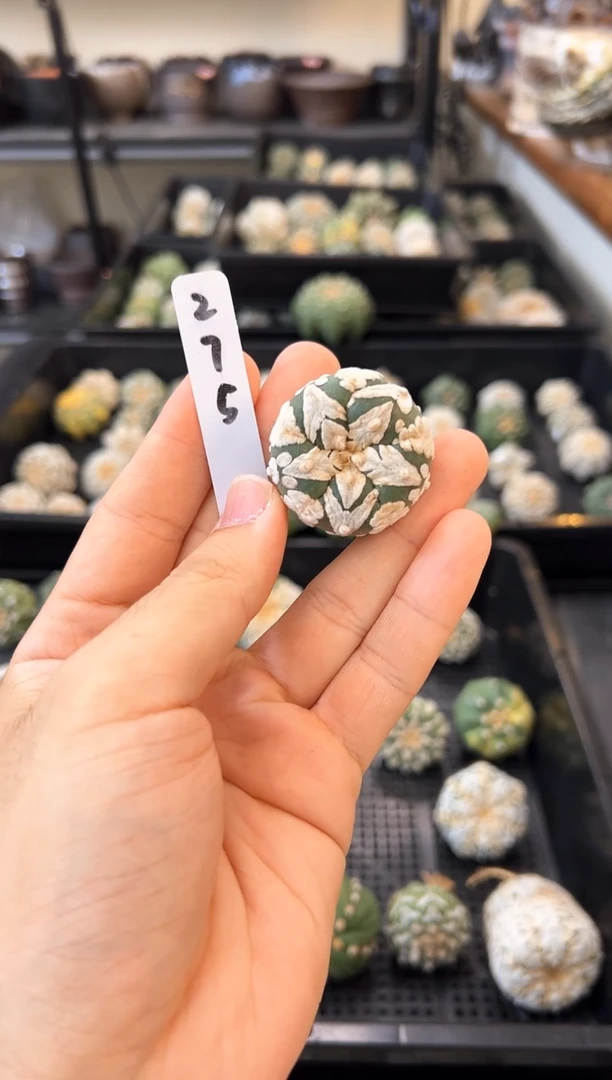 肉*多实生根带生长纹无盆土，编码275