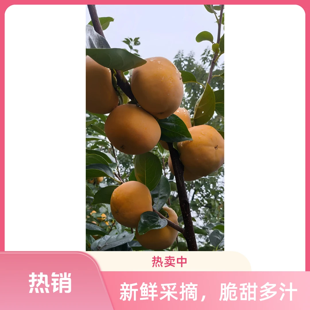 秦岭山下阳丰脆柿子脆甜巧克力次郎吉柿文车车牛心柿