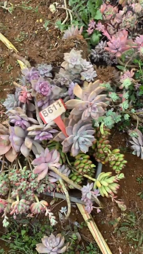 【闪购商品】B611清风花木兰多肉组合