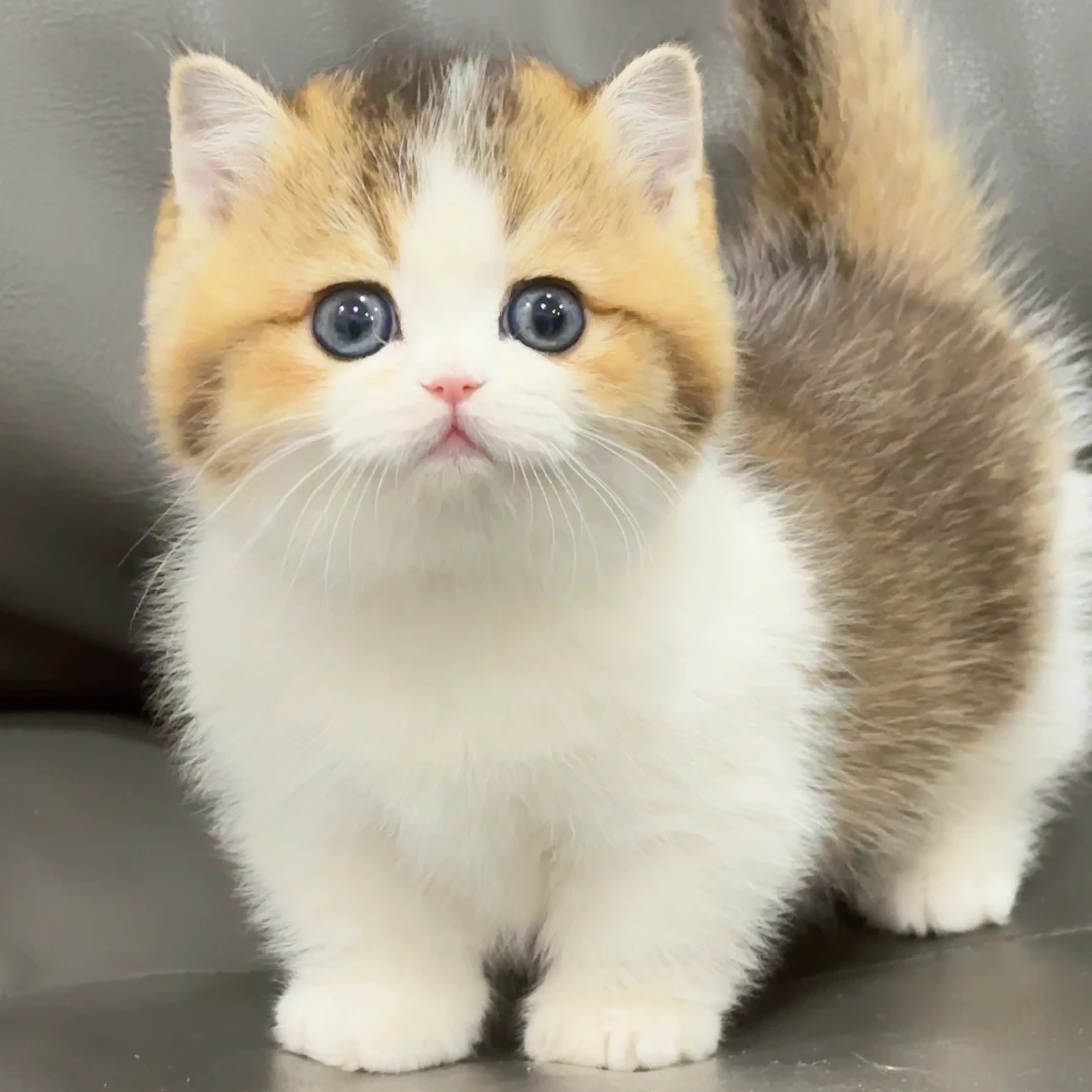 【倩倩家的矮脚猫】英短美短系曼基康拿破仑