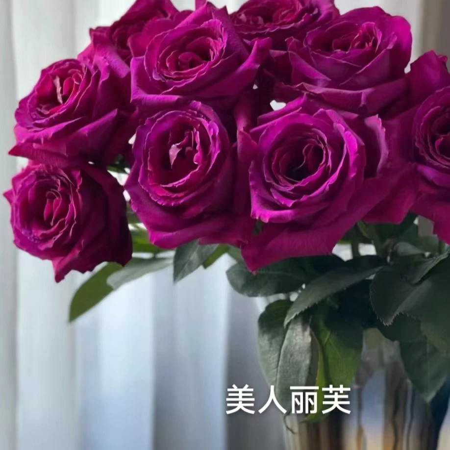 美人丽芙  特大苗 四季开花浓香月季