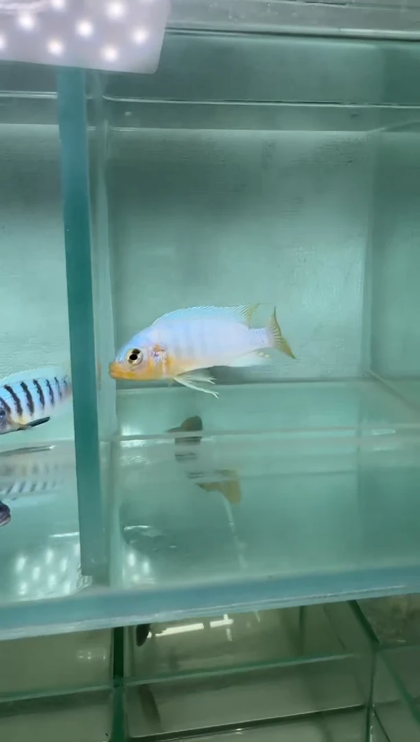 慈鲷鱼克里索羊毛斑马