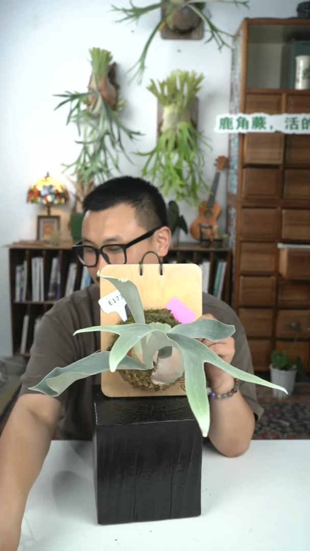 不开花植物E173-奥妙/白色恋人鹿角蕨