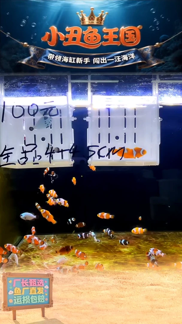 海水鱼一对黑背心3.5-4