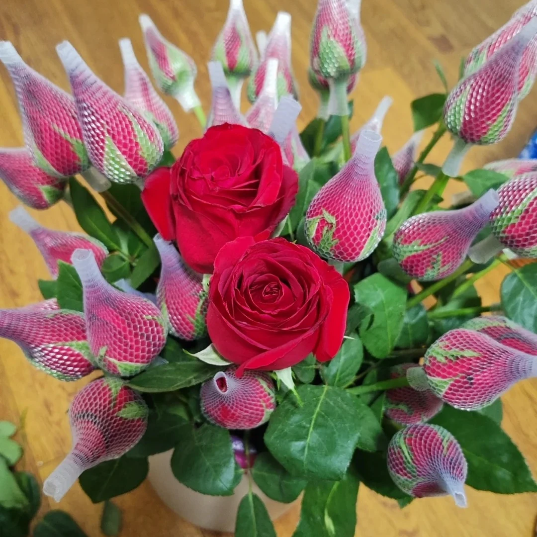 【卡罗拉】10枝 复古暗红 北方玫瑰 山东产地直发