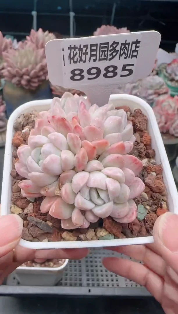 【闪购商品】8985奶油美人