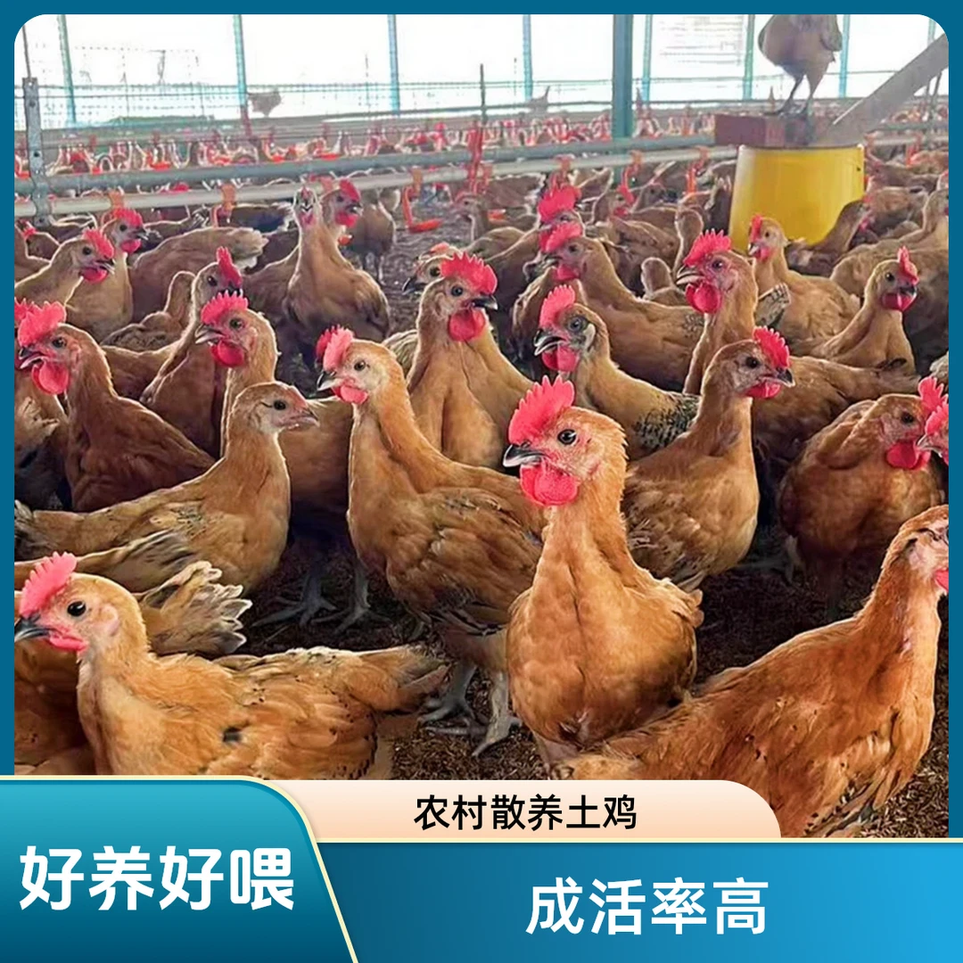 小帅宠物鸡固始笨土鸡下蛋鸡活鸡家庭散养鸡麻羽鸡批发1.8-2斤