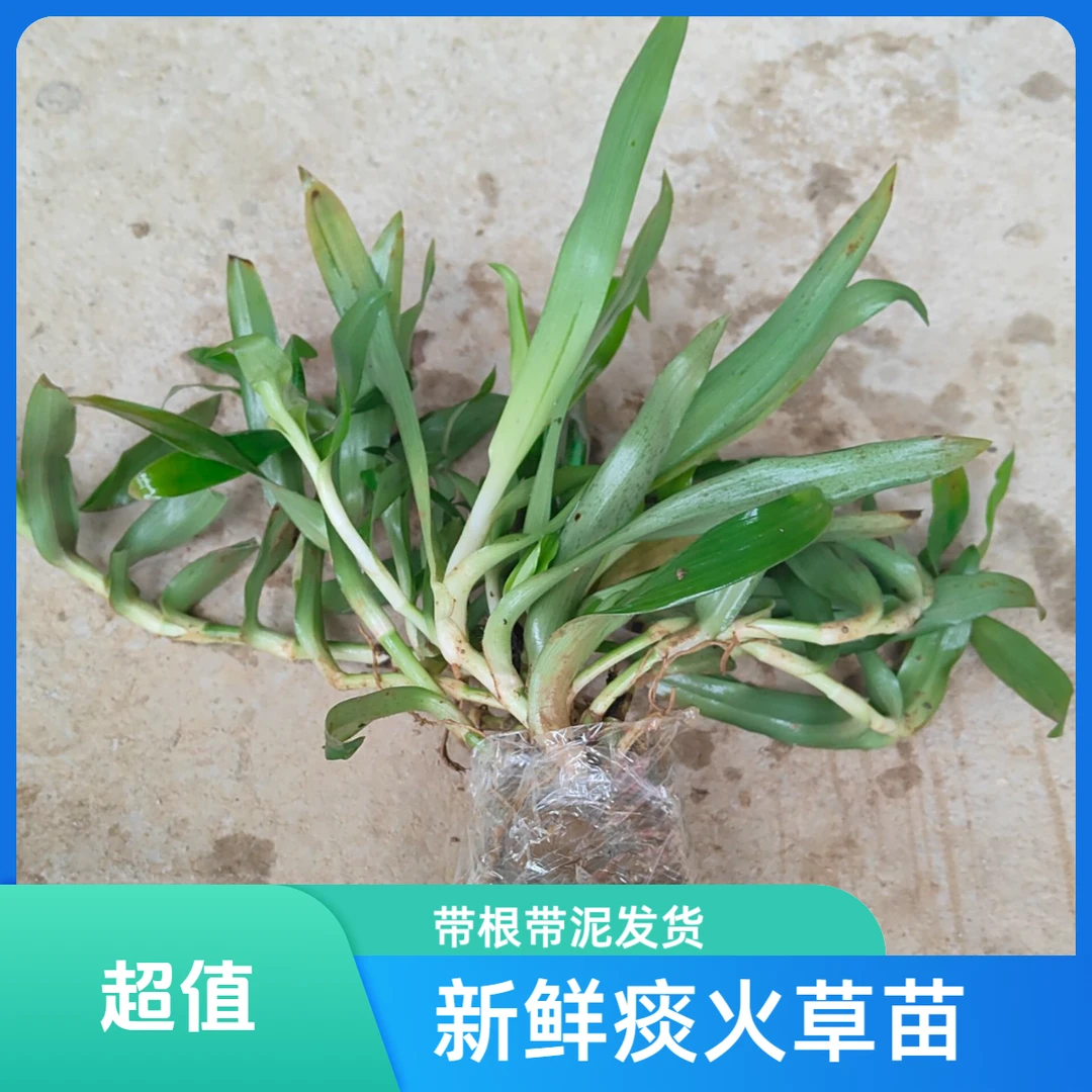 新鲜痰火草苗 围夹草广东猫爪草青鸭跖草大苞水竹叶 带根包泥发货