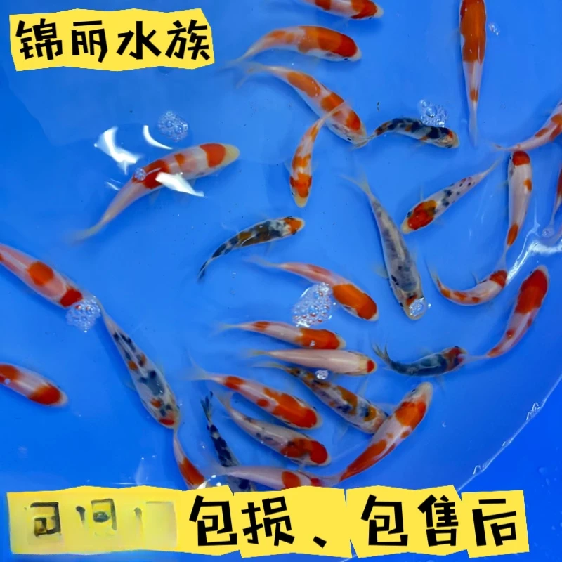 血统锦鲤活体观赏鱼冷水淡水鱼红白火鲤~