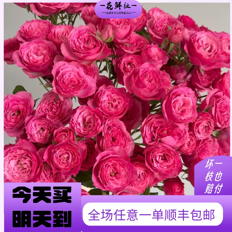 花鲜祉【苏菲宝贝10枝/束】今天拍明天送到家云南基地直发