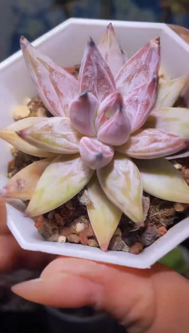 【闪购商品】430魔爪多肉