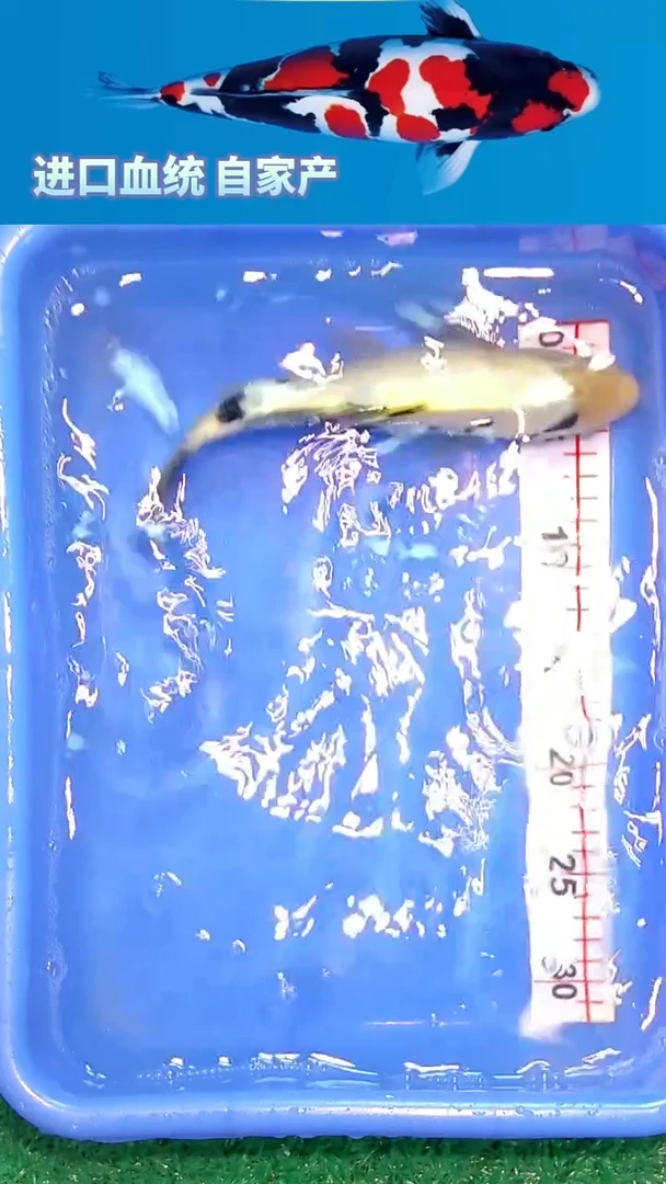 锦鲤福鲤源精选锦鲤--14