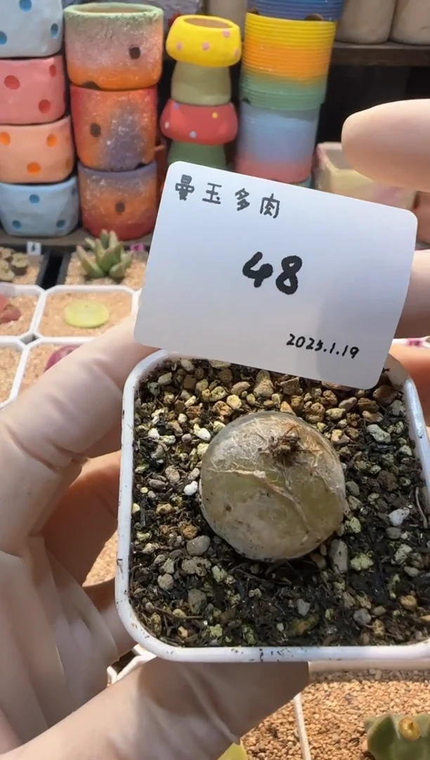 【闪购商品】25.1.19-48