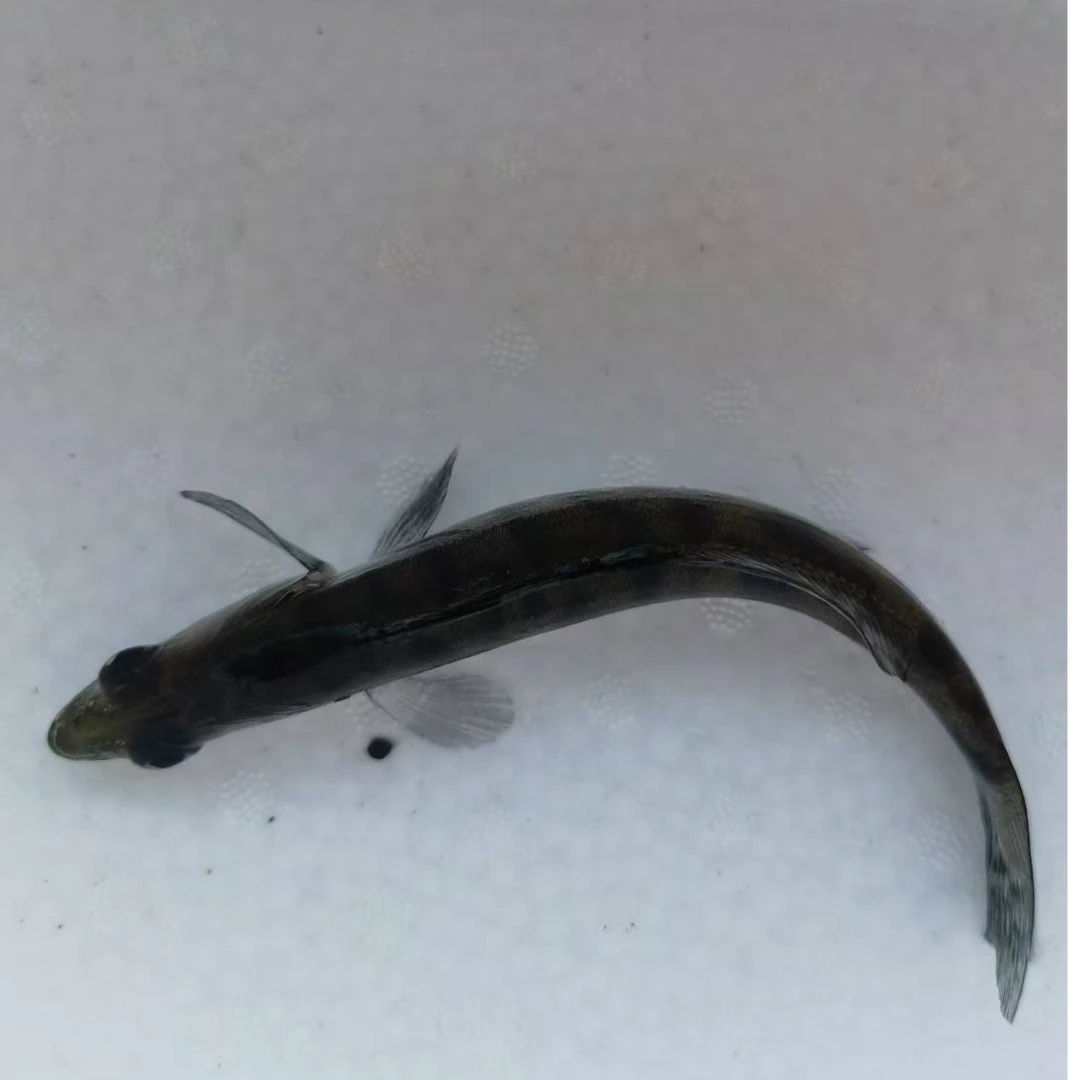 15公分十道黑梭鲈观赏鱼生长速度快抗病能力强路亚首选鱼种好养活