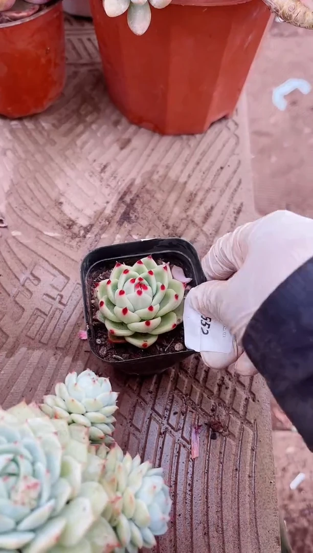 【闪购商品】03652