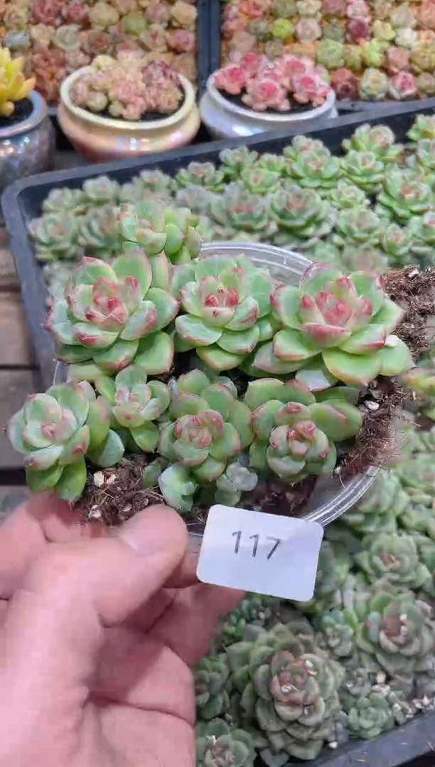 117孤品    量拍