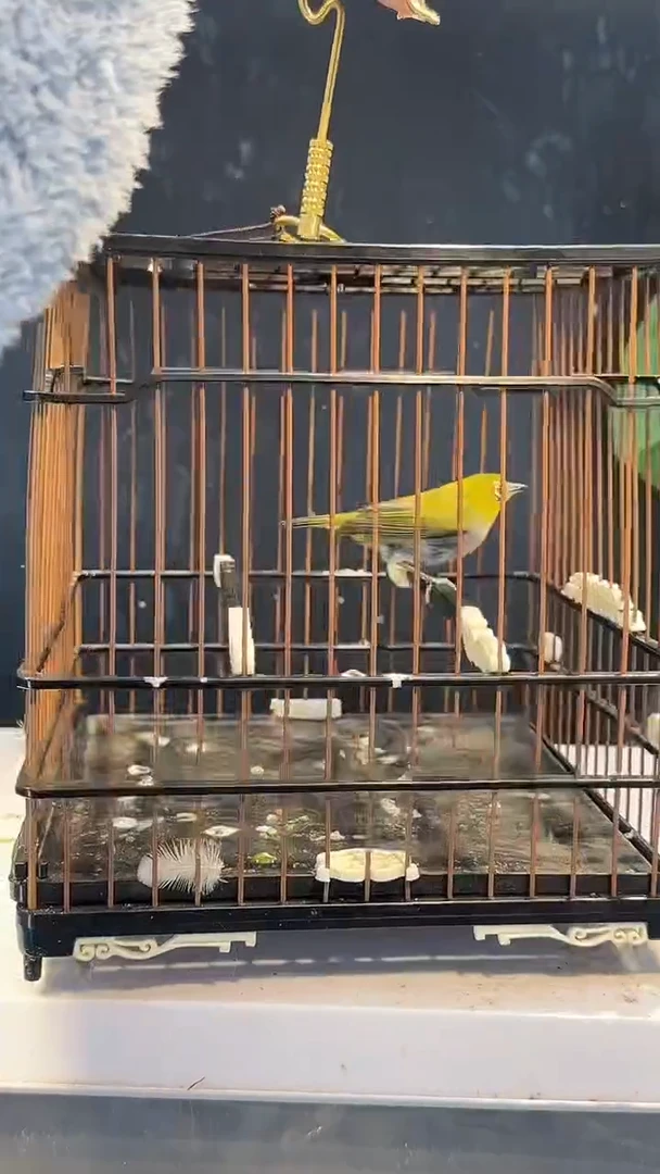虎皮鹦鹉52号   绣眼养笼1元起拍