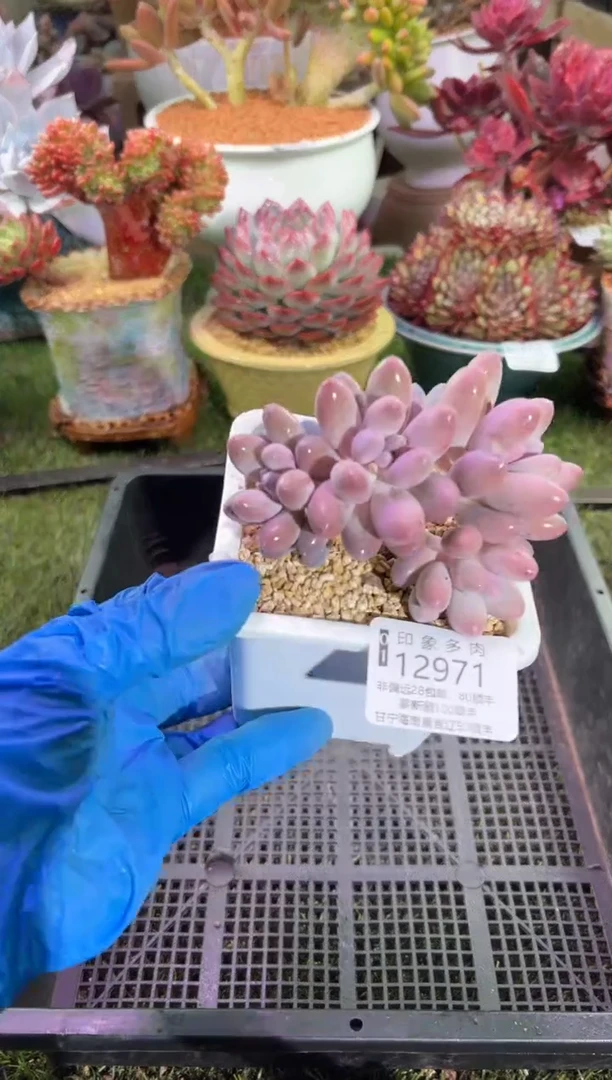 【闪购商品】12971