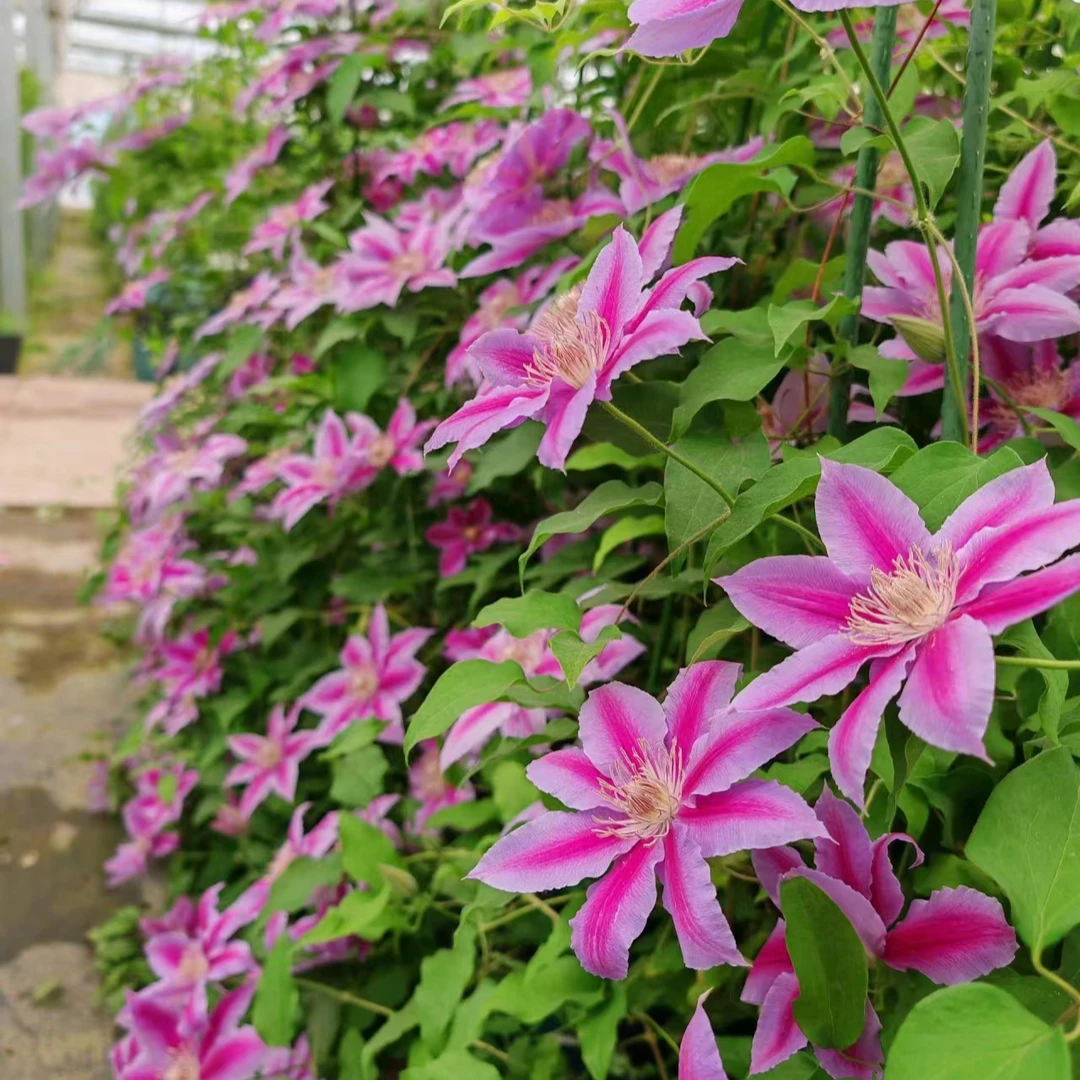 【博士】早花二类铁线莲小苗 爬藤地栽盆栽开花植物