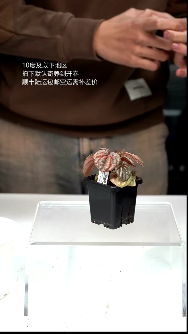 完全开放043-椒草锦