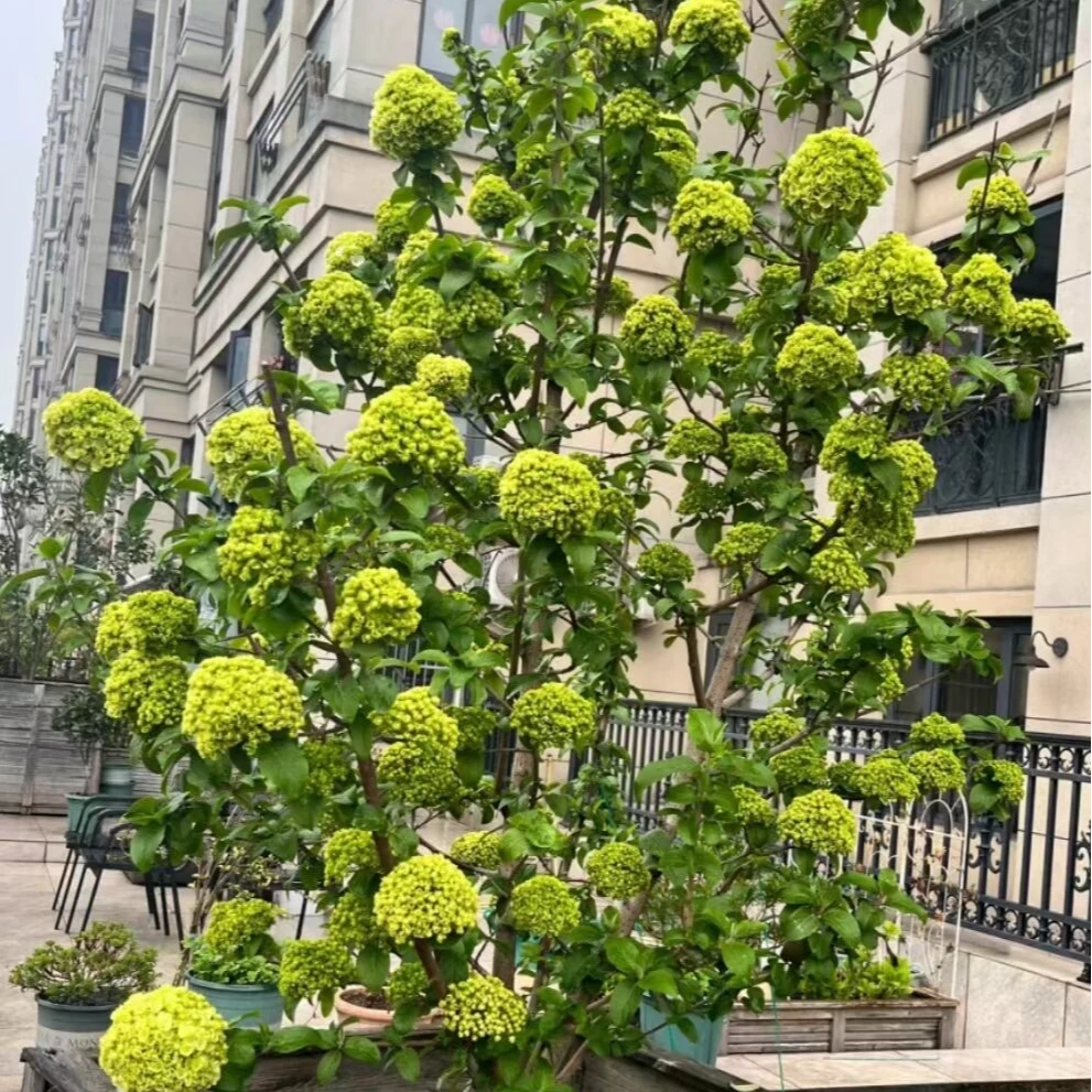 中华木绣球大花斗球耐寒耐热