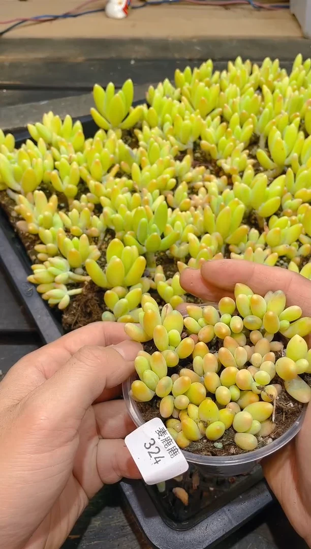 324芒果奶       量拍