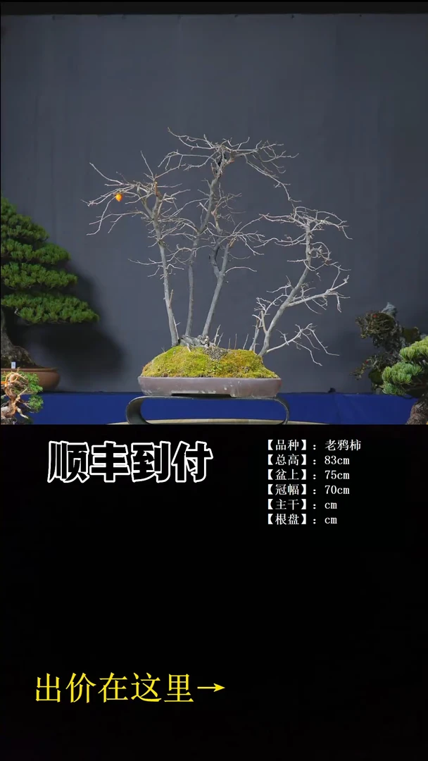 无花朵老鸦柿 不包邮