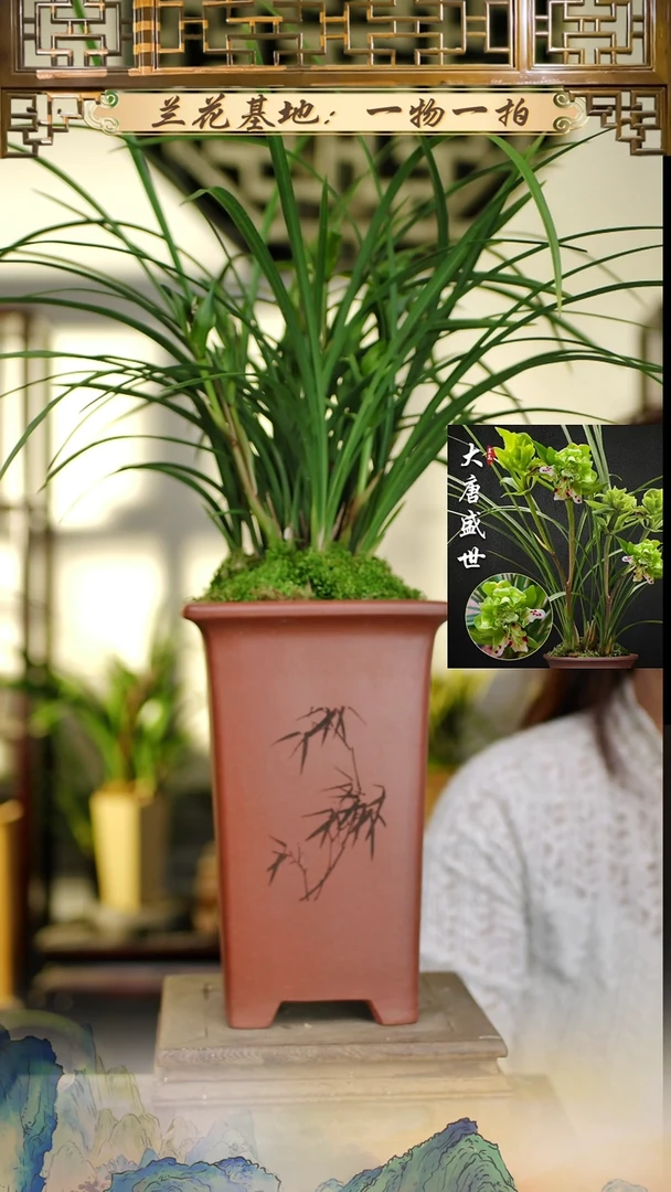 全部花苞大唐10苗6花苞