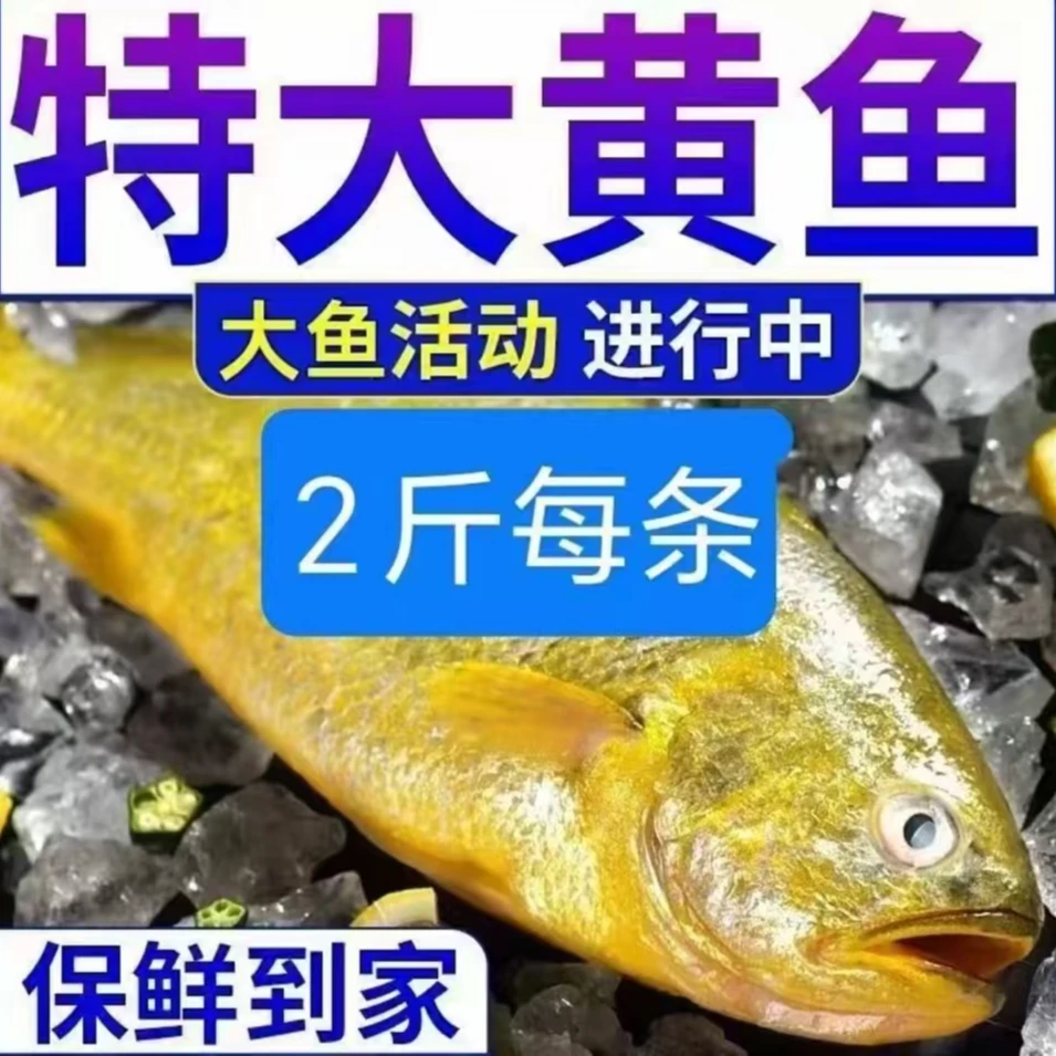 深海冰鲜大黄花 2.2KG+-1