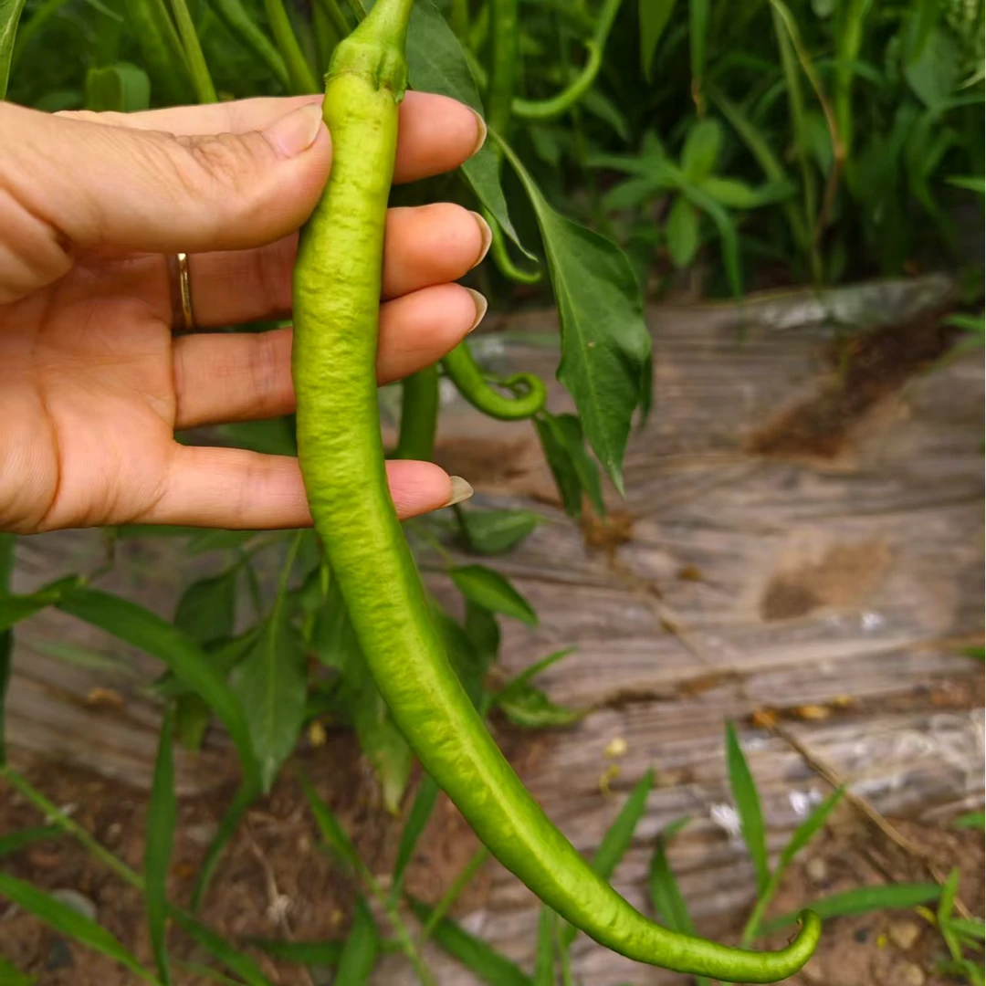 金江薄皮长条青椒  清香鲜嫩