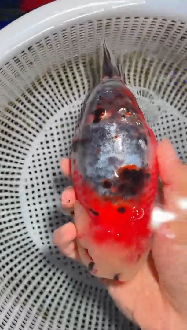 金鱼（运费自理，马印灯照射）福州追鱼兰寿金鱼