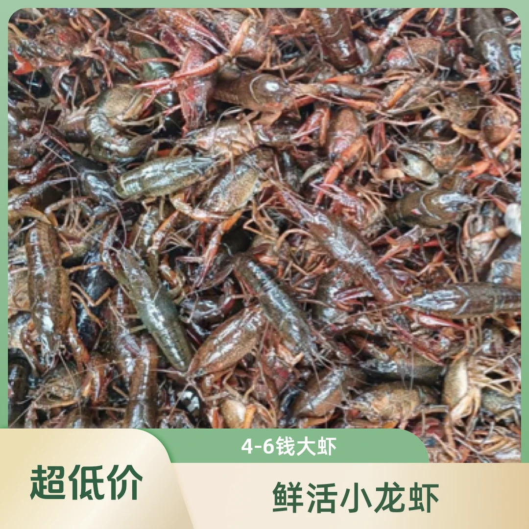 鲜活小龙虾满肉中青虾4-6钱/只/同城配送包活到家/没肉死虾包赔小龙虾制品小龙虾制品小龙虾制品小龙虾制品