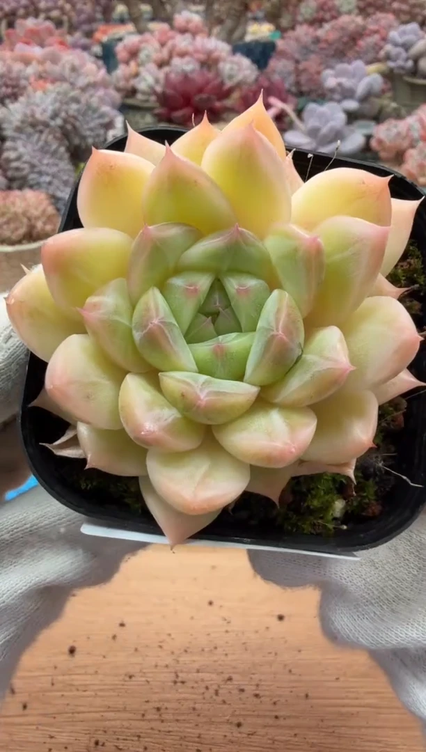 东云多肉园二店-264