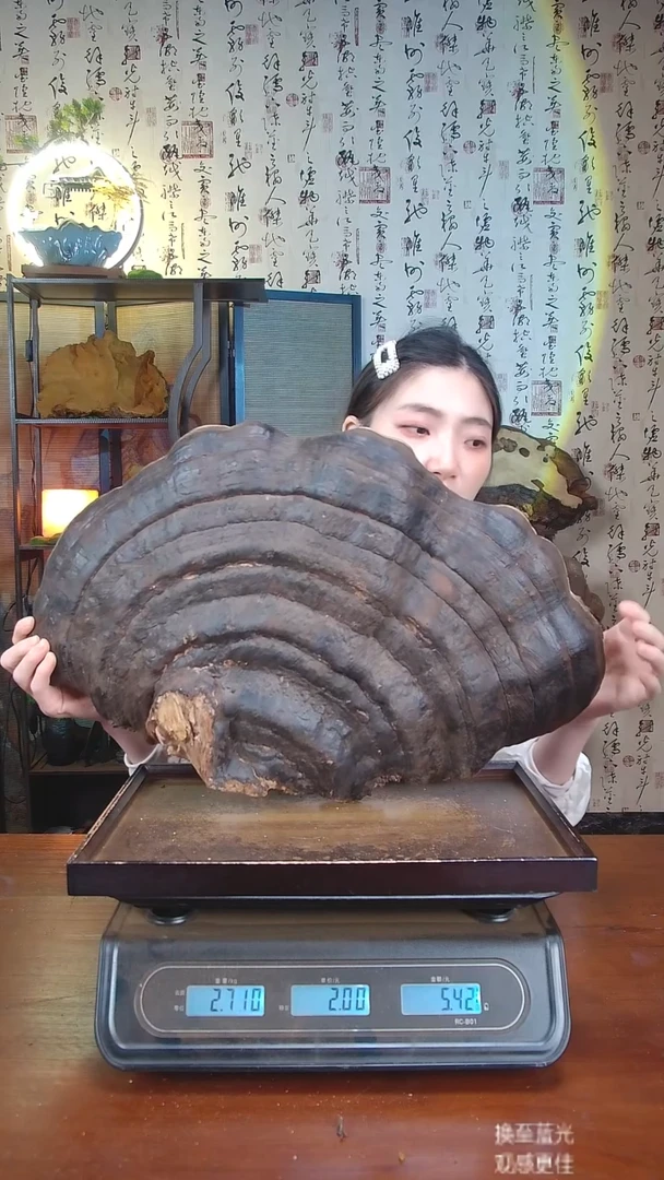 红缘拟层孔菌中国大陆【藏区 野生】红缘树舌（6.19斤）70-80年份