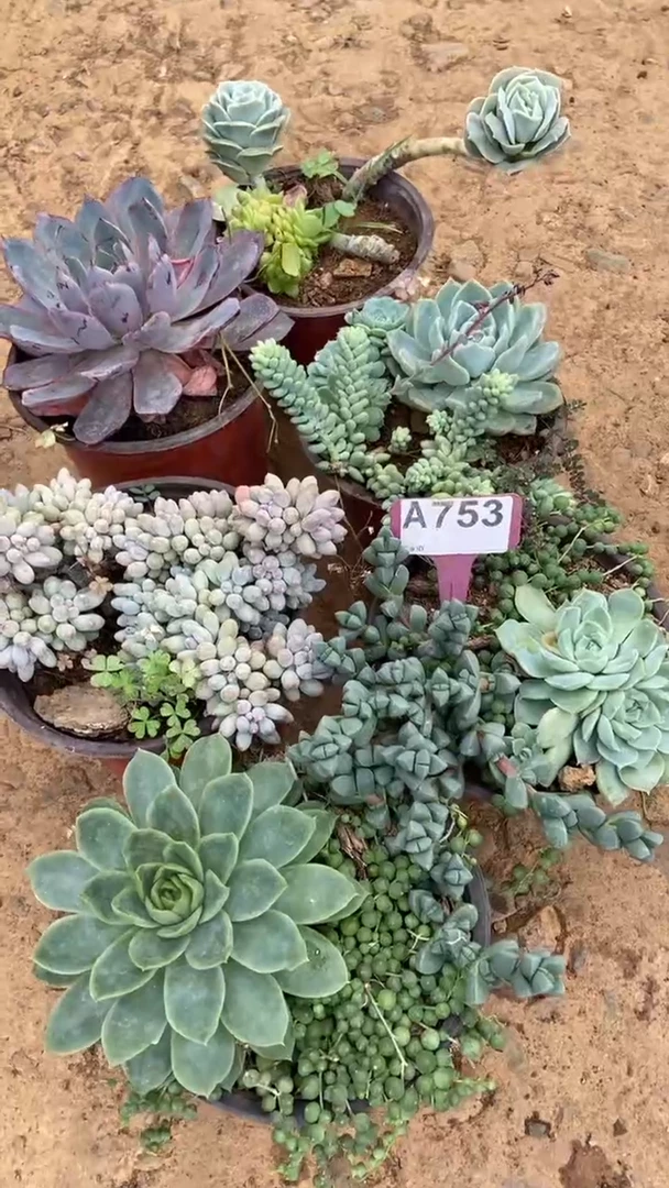 A753闪购清风花木兰多肉组合脱土发货