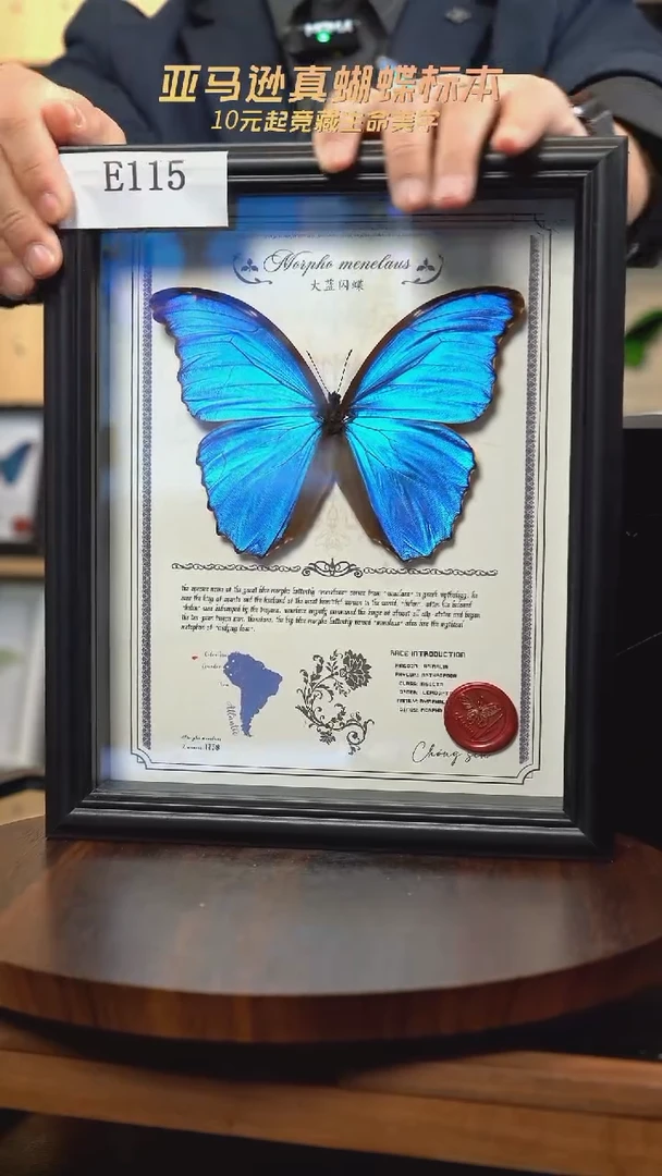 景*微瑕蝴蝶标本摆件一口价e115