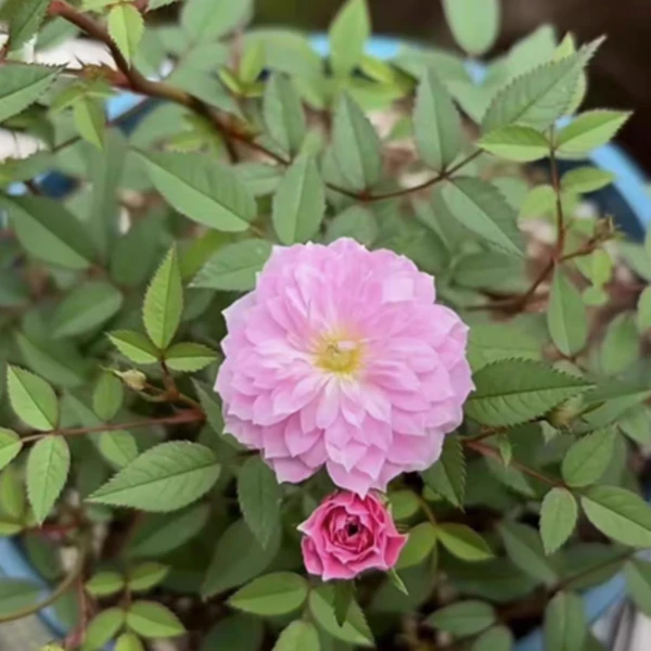月瞳 超微微型月季 浓香花量多复花快 抗病阳台盆栽