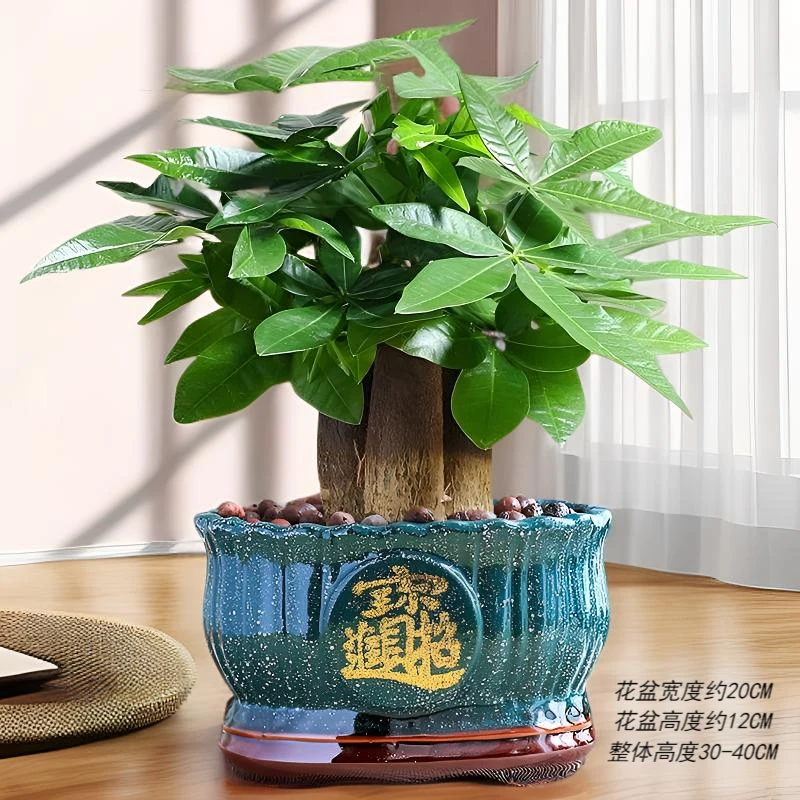 招财进宝雪花绿陶瓷盆三杆发财树室内高端盆栽